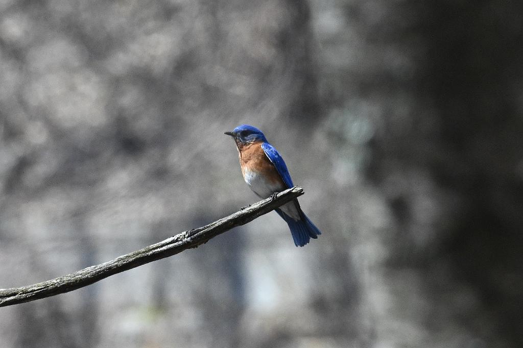 2025-04176269 Broad Meadow Brookl, MA.JPG - Eastern Bluebird. Broad Meadow Brook Wildlife Sanctuary, MA, 4-17-2025